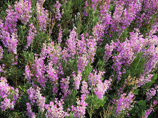 Photograph - Purple Flowers by Anorel