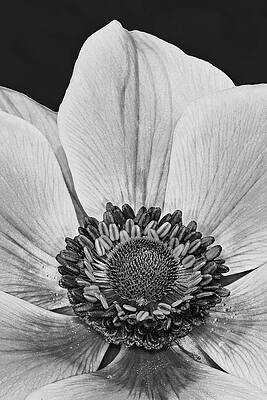 Flower Photograph - Purple Heart BW by Susan Candelario