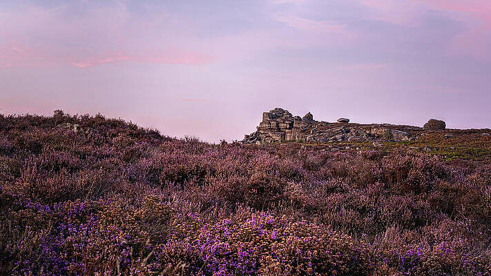 Purple Heather At Surprise View Print