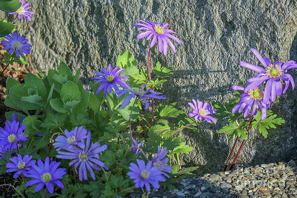 Spring Photograph - Purple Anemones In Spring Bloom by D Lee