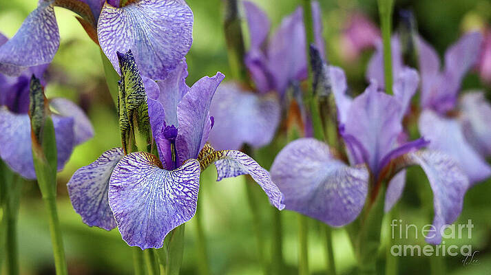 Nature Photograph - Purple Irises Garden by D Lee