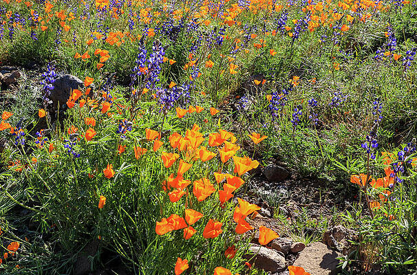 Desert Wall Art featuring the photograph Purple Lupine And Orange Poppies 4 by Dawn Richards