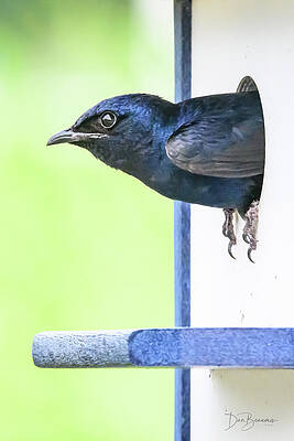 Nature Photograph - Purple Martin #1383 by Dan Beauvais