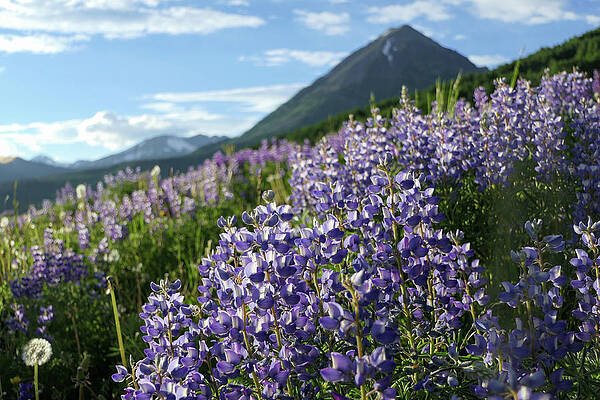 Wall Art featuring the photograph Purple Mountain Majesty by Sunniye Buesing
