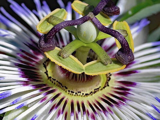 Spring Photograph - Purple Passion by Gina Fitzhugh