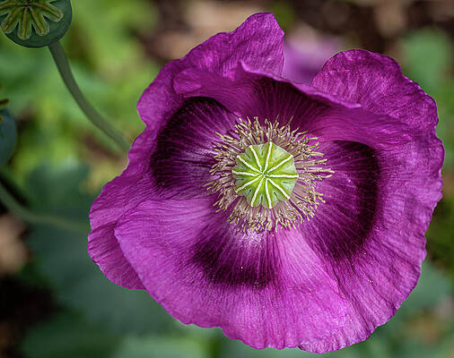 Delicate Wall Art featuring the photograph Purple Poppy by Shirley Mitchell