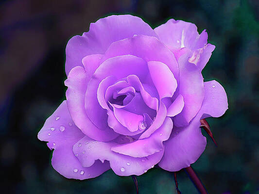 Background Photograph - Purple Rain by Gina Fitzhugh