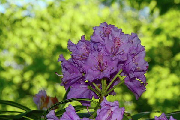 Wall Art featuring the photograph Purple Rhododendron 2 by Raymond Salani III