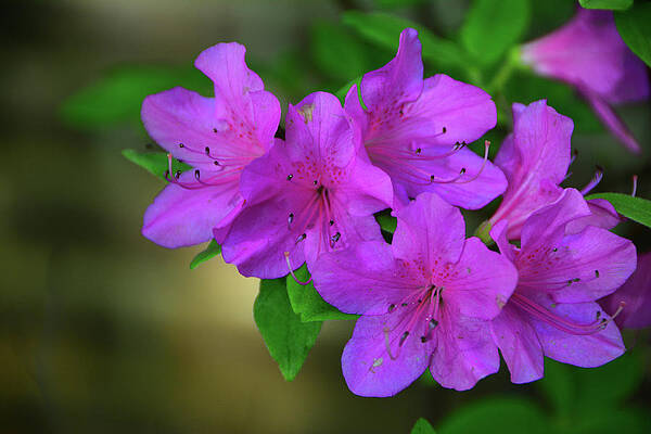 Wall Art featuring the photograph Purple Azalea by Raymond Salani III