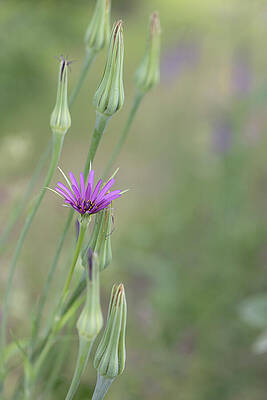 Delicate Wall Art featuring the photograph Purple Salsify by Shirley Mitchell