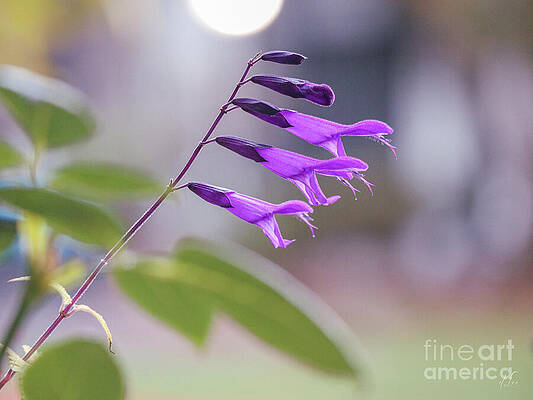 Nature Photograph - Purple Salvia Flowers by D Lee