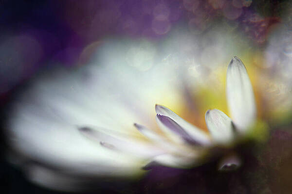 Color Wall Art featuring the photograph Purple Song by Ursula Abresch