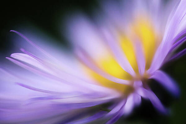 Abstract Photograph - Purple by Ursula Abresch
