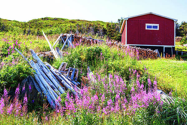 Serene Photograph - Purple Wildflowers And Red Barn In Newfoundland, Canada by Tatiana Travelways