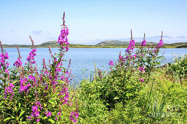 Wall Art featuring the photograph Purple Wildflowers In Newfoundland, Canada by Tatiana Travelways