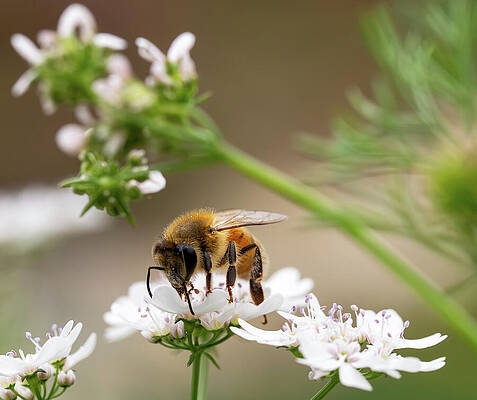Wall Art featuring the photograph Purveyor Of Pollen by Joe Schofield