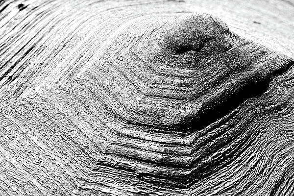 Textured Photograph - Pyramid -- Aldabra Tortoise Shell In Charles Paddock Zoo, Atascadero, California by Darin Volpe
