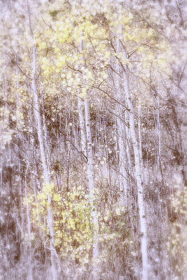 Wall Art featuring the photograph QUAKING ASPENS Tree 31E by Sally Fuller