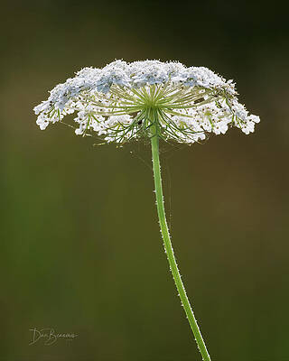 Nature Photograph - Queen Anne's Lace #7628 by Dan Beauvais