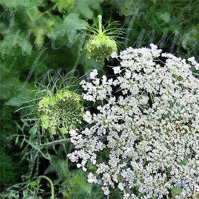 Summer Digital Art - Queen Anne's Lace by Gina Harrison