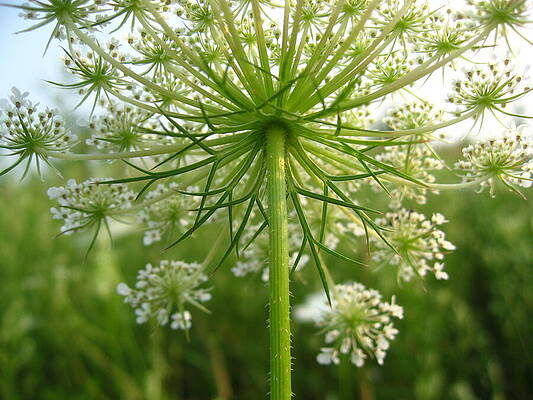 Wall Art featuring the photograph Queen Annes Lace by Tatiana Travelways