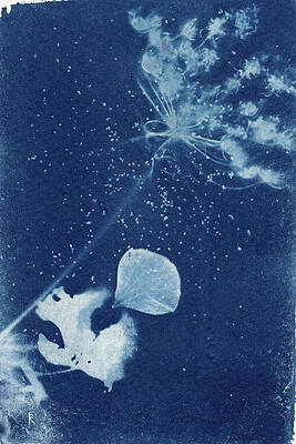 Photograph - Queen Anne's Lace With Geranium by Elizabeth Reich