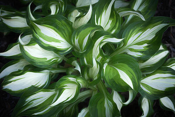 Wall Art featuring the photograph Queen Of The Shade by Dodie Ross