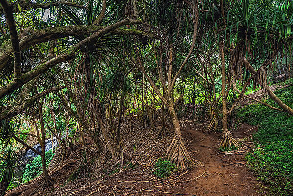 Paradise Photograph - Queens Bath Trail And Trees - Kauai, Hawaii by Abbie Warnock