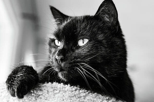 Quiet Light and Reflection by Deb Beausoleil