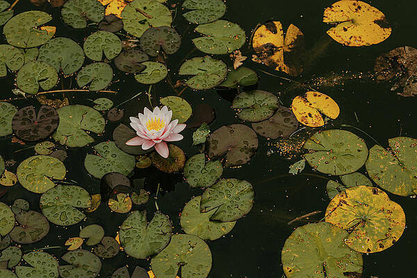 Flower Photograph - Quiet Moment by Nova Rae