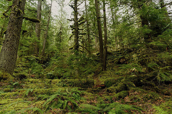Quiet Moss Forest by Carl Prothman