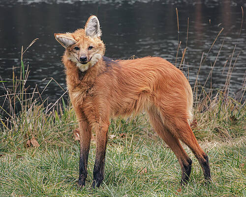 Majestic Maned Wolf by the Water Photograph
