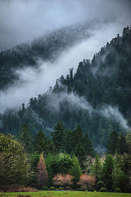 Moody Photograph - Quinault Fog, Washington State - Vertical by Abbie Warnock