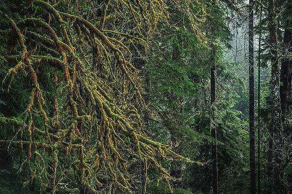 Moody Photograph - Quinault Rainforest Moss, Washington State by Abbie Warnock