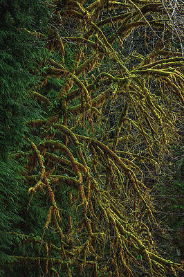 Moody Photograph - Quinault Rainforest Moss, Washington State - Vertical by Abbie Warnock