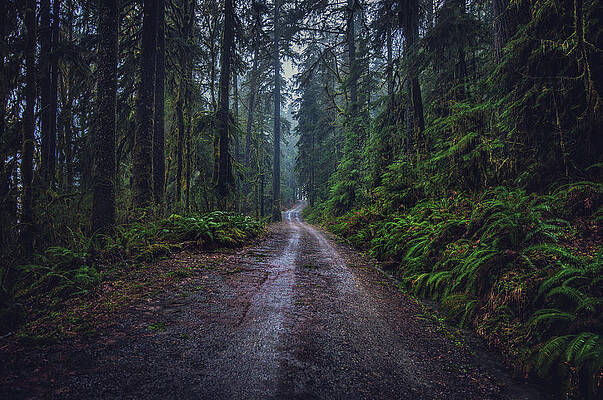 Moody Photograph - Quinault Rainforest Road, Washington State by Abbie Warnock