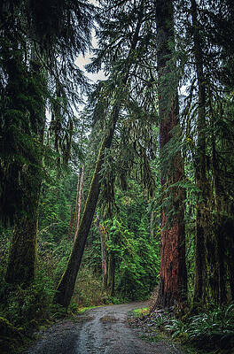 Moody Photograph - Quinault Rainforest Road, Washington State - Vertical by Abbie Warnock