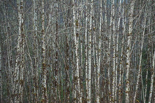 Moody Photograph - Quinault Rainforest Trees, Washington State by Abbie Warnock