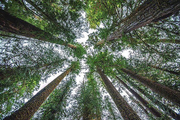 Moody Photograph - Quinault Trees And Sky, Washington State by Abbie Warnock