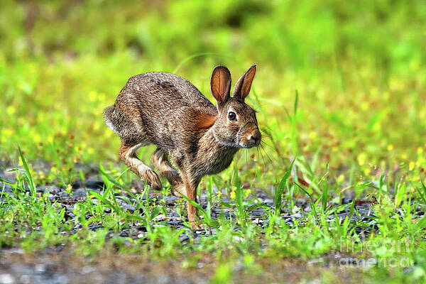 Wall Art featuring the photograph Rabbit Mid-hop by Rehna George