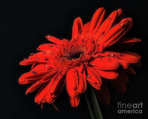 Wall Art featuring the photograph Radiance In Stillness by Dodie Ross