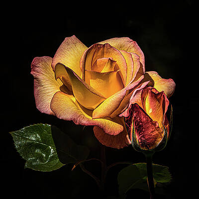 Flower Photograph - Radiant Beauty by Tim Lyden