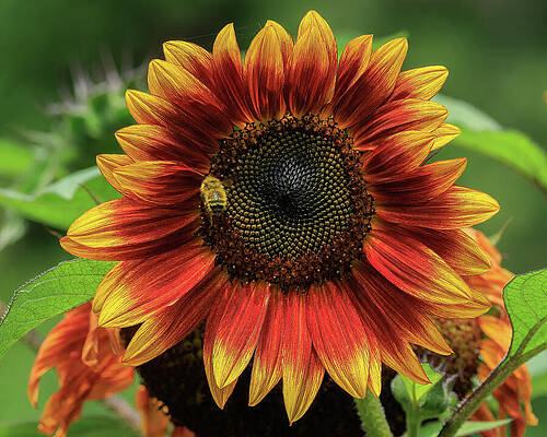 Flower Photograph - Radiant Blossom by Tim Lyden