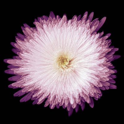 Radiant Chrysanthemum Bloom Wall Art