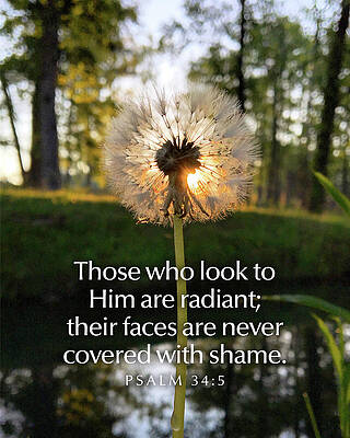 Nature Wall Art featuring the photograph Radiant by Greg Lane