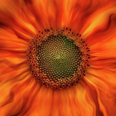 Summer Wall Art featuring the photograph Radiant Warmth by Ursula Abresch