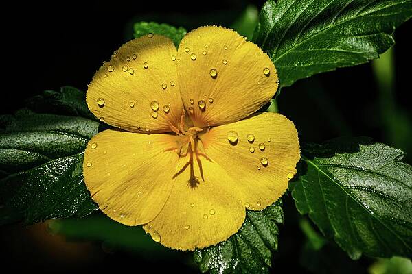 Nature Photograph - Radiant Yellow Alder by Deb Beausoleil
