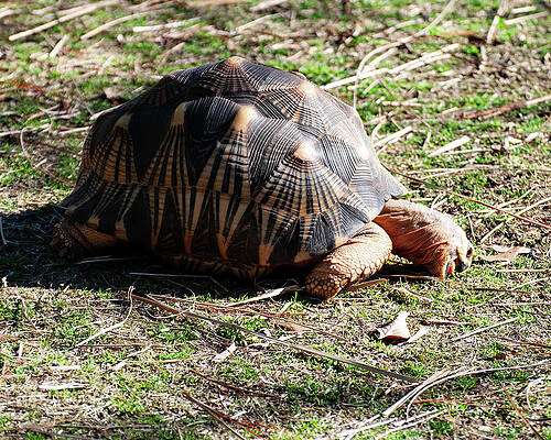 Radiated Tortoise by Flees Photos