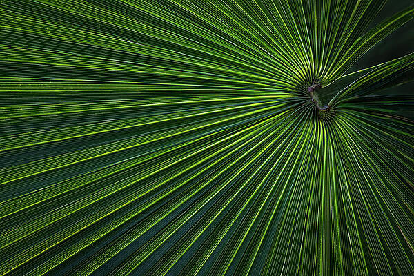 Abstract Wall Art featuring the photograph Radiating Green Lines by Elvira Peretsman