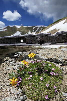 Wall Art featuring the photograph Railroad Track Flowers by Sunniye Buesing
